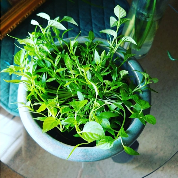 Meet your Posher, Tatiana - Picture 3 of 3